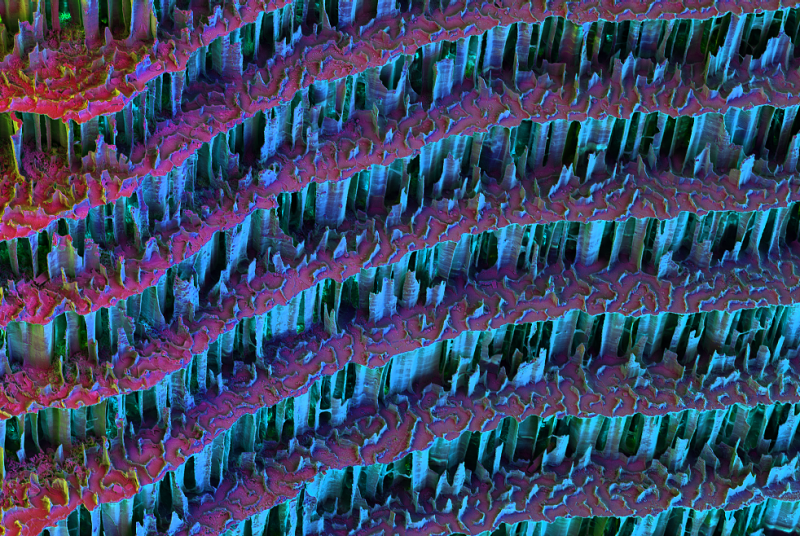 Waviness gradient in cuttlebone microstructure