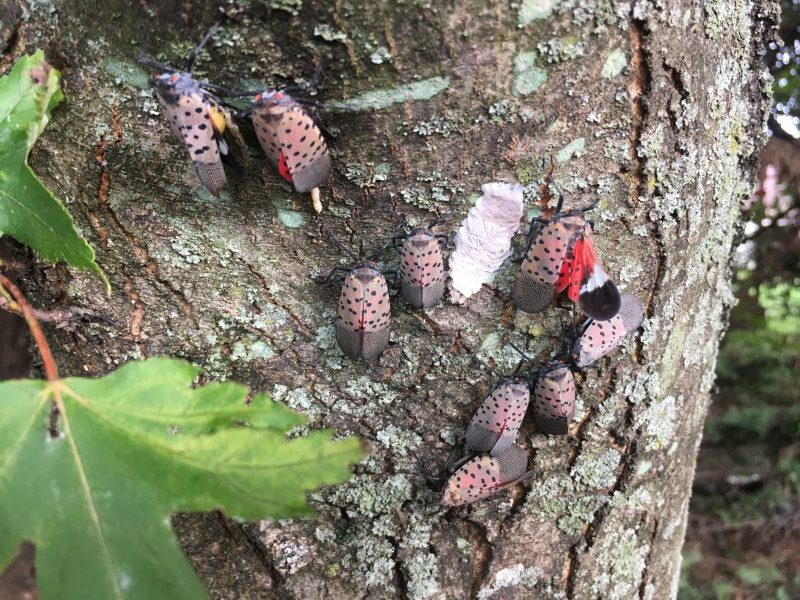 a group of spotted lanternfly adults grouped on a tree trunk as one lays eggs in the upper left, in the bottom right a pale brown egg mass is ready to overwinter