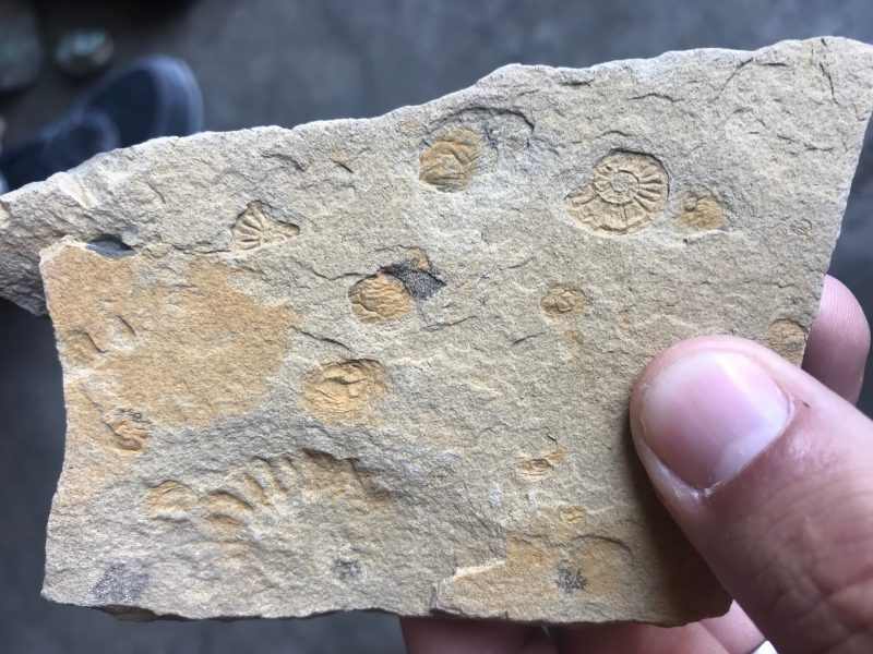 Fossils of ammonites (an extinct group of cephalopods) collected from the field site in Alaska. This is one group of organisms the were greatly affected by the end-Triassic extinction. Photo credit: Benjamin Gill