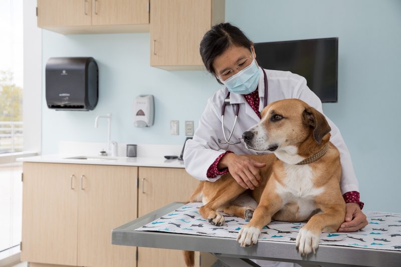 Animal Cancer Care and Research Center