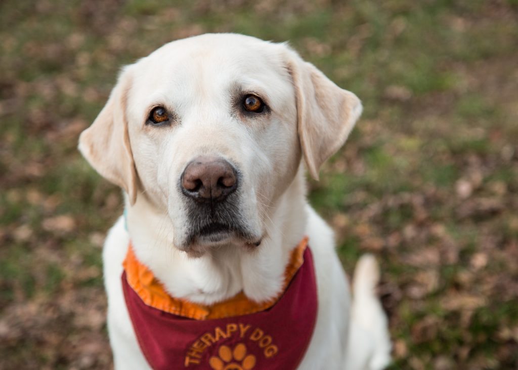 Therapy sales dog apparel