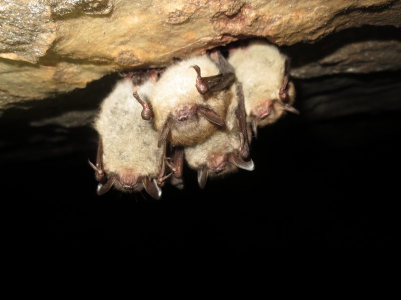 Four little brown bats hanging upside down in a hibernacula. Photo courtesy of Joseph Hoyt. 