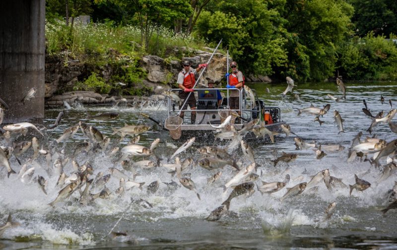 Silver carp, one of several species of Asian carp, leaping from the Fox River during a removal effort by the U.S. Fish and Wildlife Service. Photo by Ryan Hagerty/USFWS. 