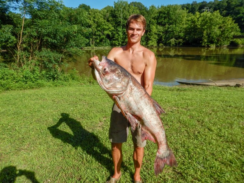Clay Ferguson displays one of the large bighead carp his team pulled from the Ohio River in June 2019 while gathering specimens to test for fillet and edible yields. Photo by Ethan Rutledge. 