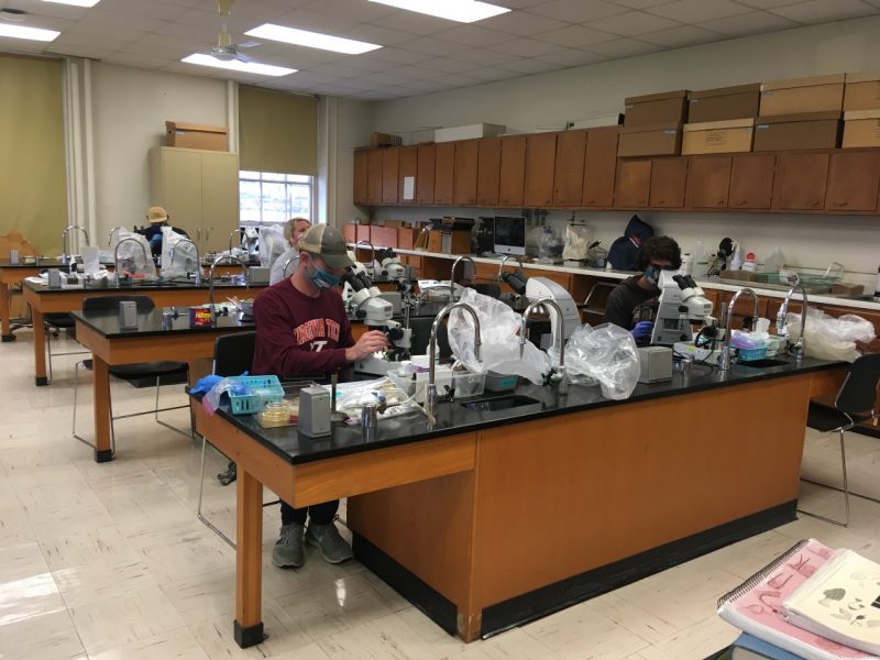 Students use microscopes to analyze plant specimens during the fall 2020 semester.