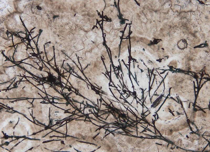Microscopic image of the fungus-like filamentous microfossils. Credit: Andrew Czaja of University of Cincinnati.