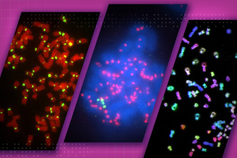 A graphic with three different microscopic images taking up the frame. The first one shows a cluster of human chromosomes in red with centromeres, a chromosomal component important for cell division, attached to the chromosomes as neon green dots. The second image shows a blob of DNA in blue with centromeres in green and kinetochores, protein structures that assemble on the centromeres, in magenta. The centromeres and kinetochores are shown as dots within the blue DNA blob.  The third image shows another cluster of human chromosomes in multiple colors. These chromosomes were stained by multicolor fluorescence in situ hybridization. All three show the cellular components that are integral to the existence of tetraploid cells.