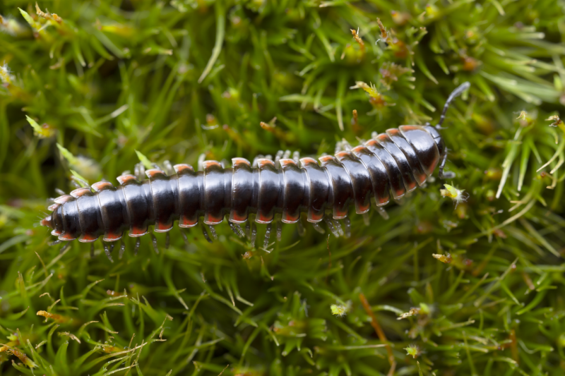 Picture of Nannaria hokie, the Hokie twisted claw millipede