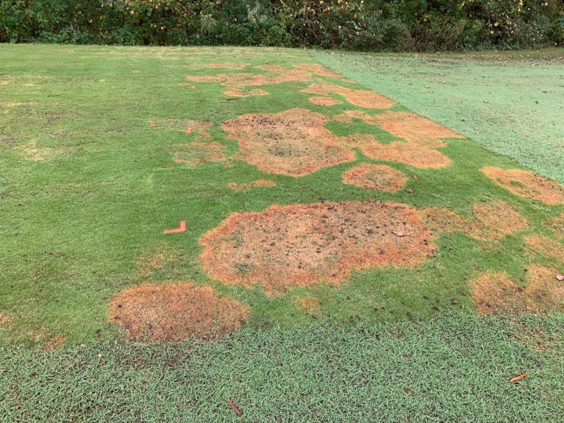 Virginia Tech researchers test a large patch trial at Independence Golf Club.