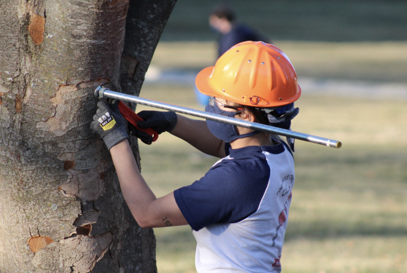 A person wearing a hard hat and face covering uses a tool to adjust a large rod protruding from a tree trunk.