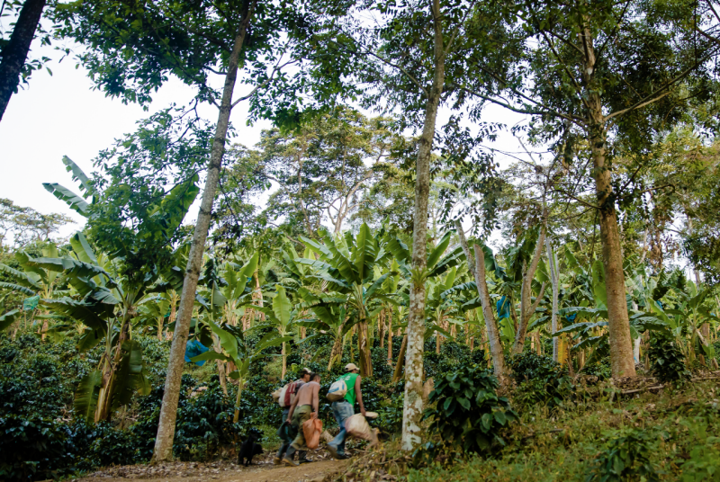 Three people carrying bags and backpacks walk through a lush forest
