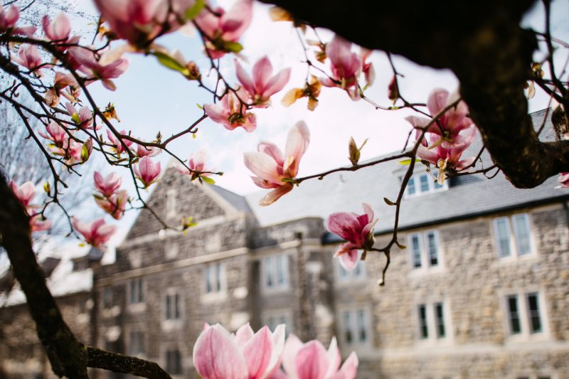 Spring blooms on campus