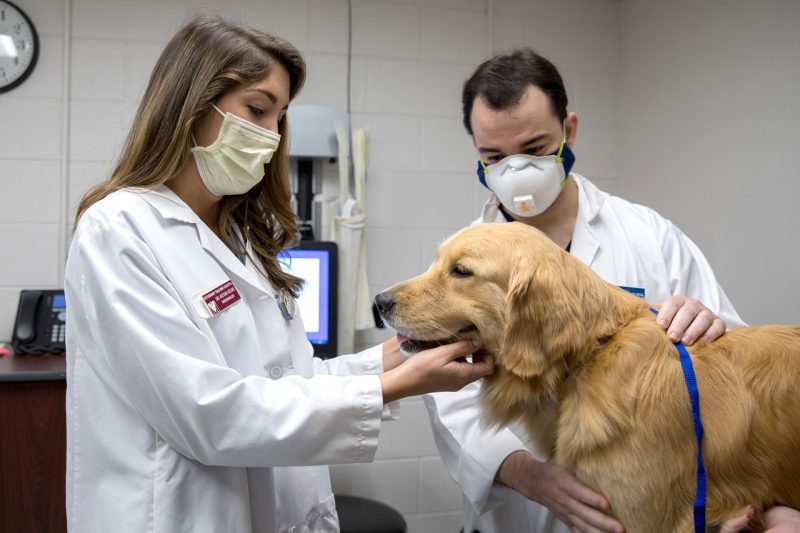 Virginia-Maryland College of Veterinary Medicine: Theriogenology resident Alyssa Helms and fourth-year DVM student Glenn Elias with a patient