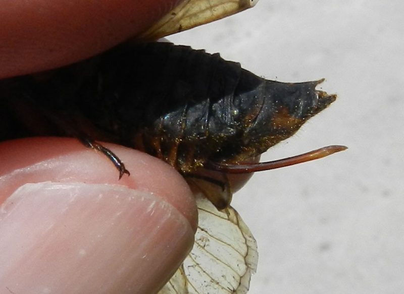 Periodical cicada ovipositor