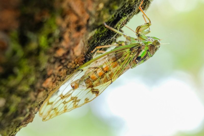 Virginia Tech entomologists set for return of cicadas Virginia Tech