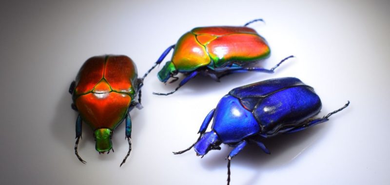 Brilliant structural color in the exoskeleton of the flower beetle.