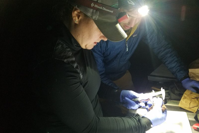 A person measures a small bat with calipers while another person wearing a headlamp looks on