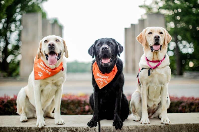 The therapy dogs, Derek, Wagner, and Josie - enjoy spending time on Blacksburg’s campus. 