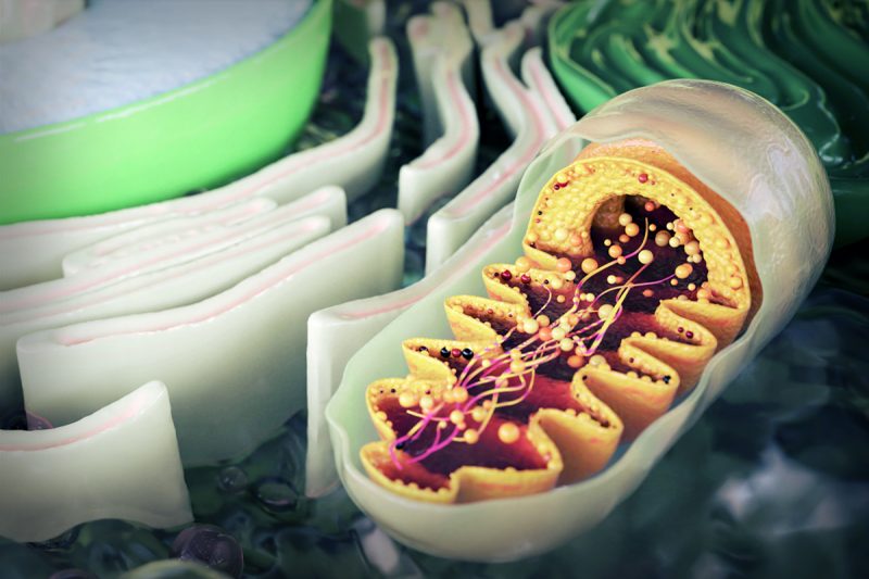 An artistic rendering of a Mitochondrion inside of a human cell. Photo courtesy of Adobe Stock.