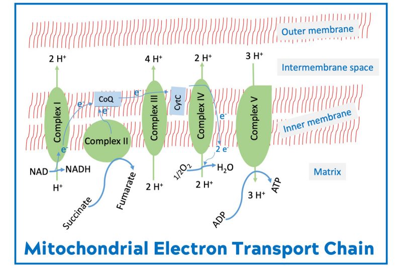 Figure 3. The food we eat and the air we breathe are used for ATP generation by the electron transport chain at the inner membrane of mitochondria.