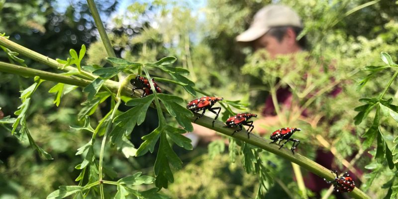 several lantern flies on a shrub branch with researcher in background