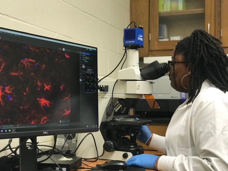In the Jarome Lab, Taylor McFadden researches the differences in how a protein system impacts fear conditioning differences in females and males. 