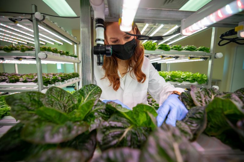 Samantha Smith-Herndon, a research and communications analyst at The Institute for Advanced Learning and Research, inspects greens that have been grown using a nutrient film technique hydroponic system at the Controlled Environment Agriculture Innovation Center on IALR’s campus in Danville.