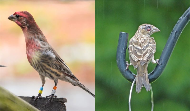 On the left side, a healthy male house finch stands on an old, cracked piece of wood. The bird has a short, plump beak, black eyes, a reddish-pink head and underside, and splotched brown and white feathers on the backside and tail. The bird’s legs are wrapped in tagging bands from the Hawley lab. On the right side, an unhealthy female house finch sits on a black bird feeder hook as it rains outside. The bird has tannish-brown feathers and a short, plump beak. The bird’s eye is swollen, pink, and harmed from the conjunctivitis disease.