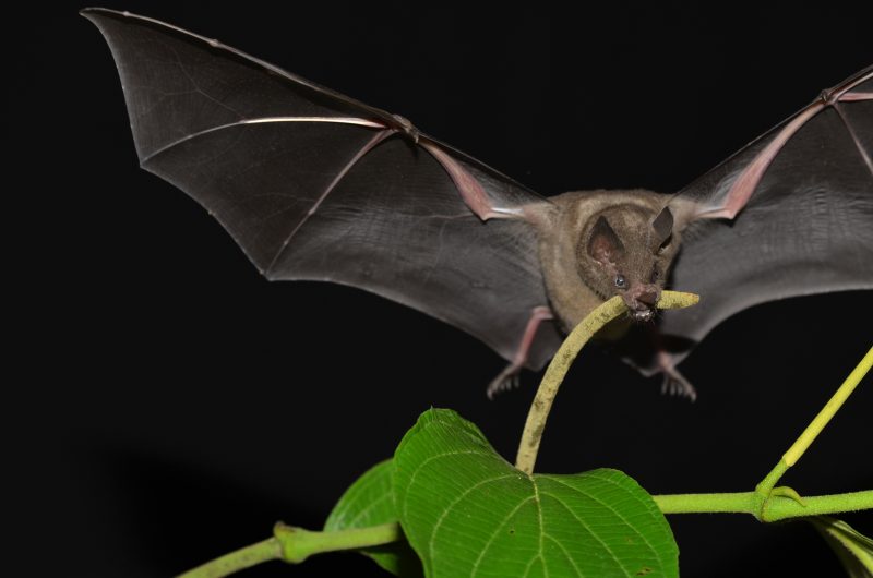 A Seba's short-tailed bat (Carollia perspicillata) collecting fruit from a Piper sancti-felicis plant.  The bat's wings are stretched out and it is taking a big bite out of a long cluster of fruit.