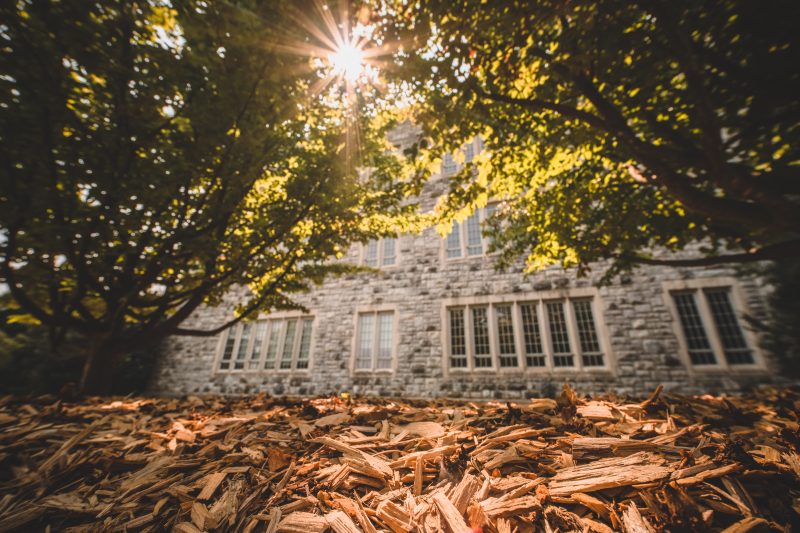Brown mulch chips under a green tree in front of a grey Hokie Stone building