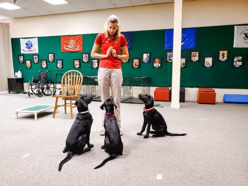 Cassie Krause service puppies