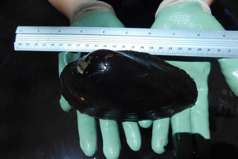 A photo of a large mussel held next to a ruler.