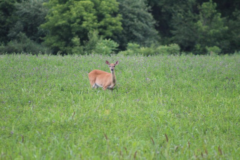 Deer2