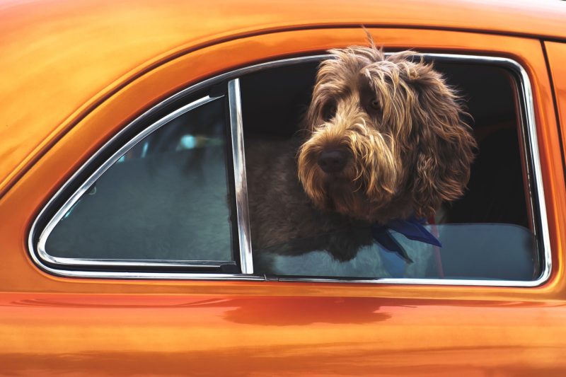 photo of cute dog in car