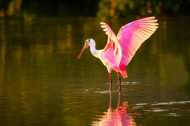 A pink and yellow bird stands in the water with it's large wings stretched out.