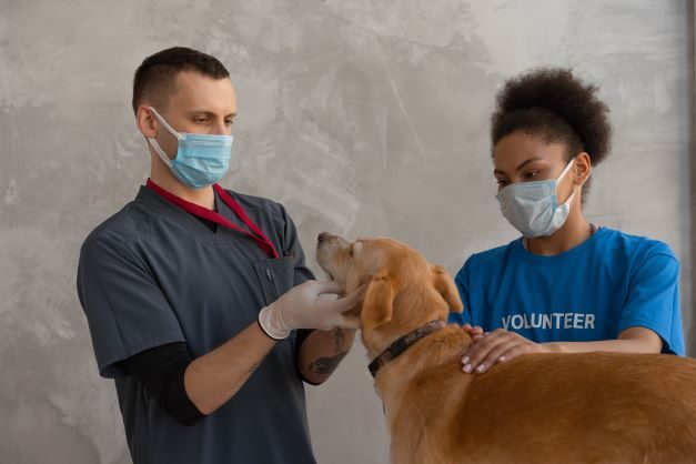 dogs at vet image of a dog at the vet
