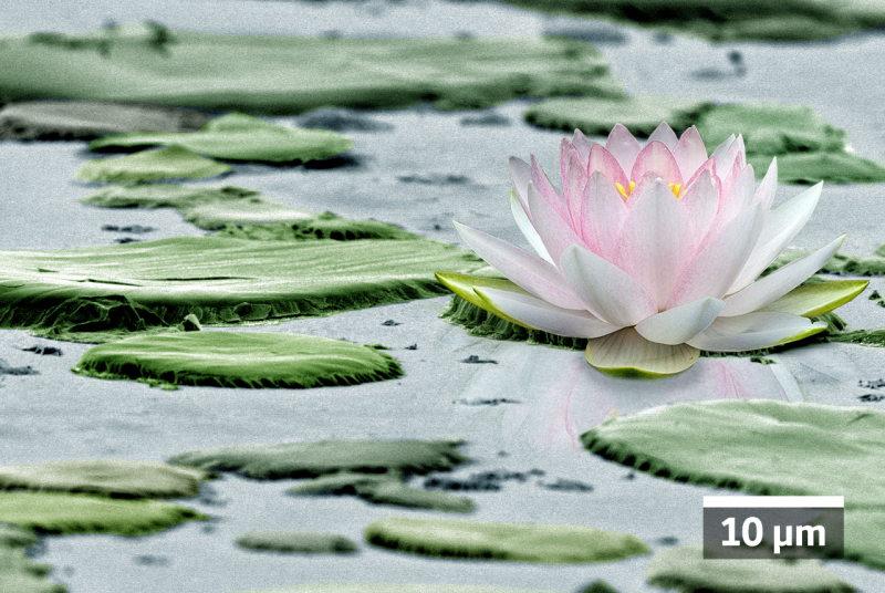 A lotus flower is depicted on a background of green shapes against a blue surface.