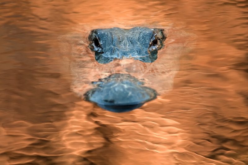 A submerged alligator shows only its eyes and snout