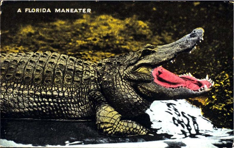 An image of an alligator on a swampy shoreline with teeth showing.