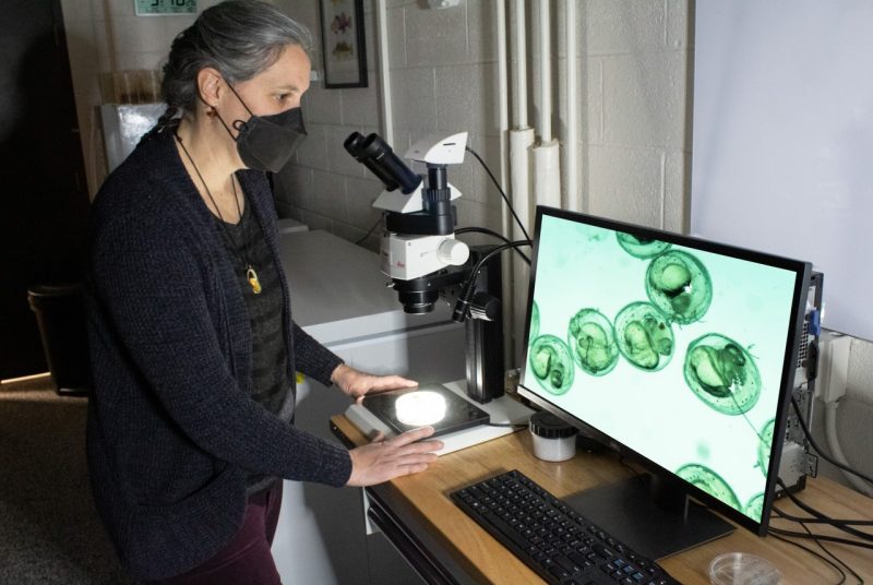 Woman stands in front of a microscope on a table with a nearby computer screen with five round, semi-transparent objects that are fish eggs