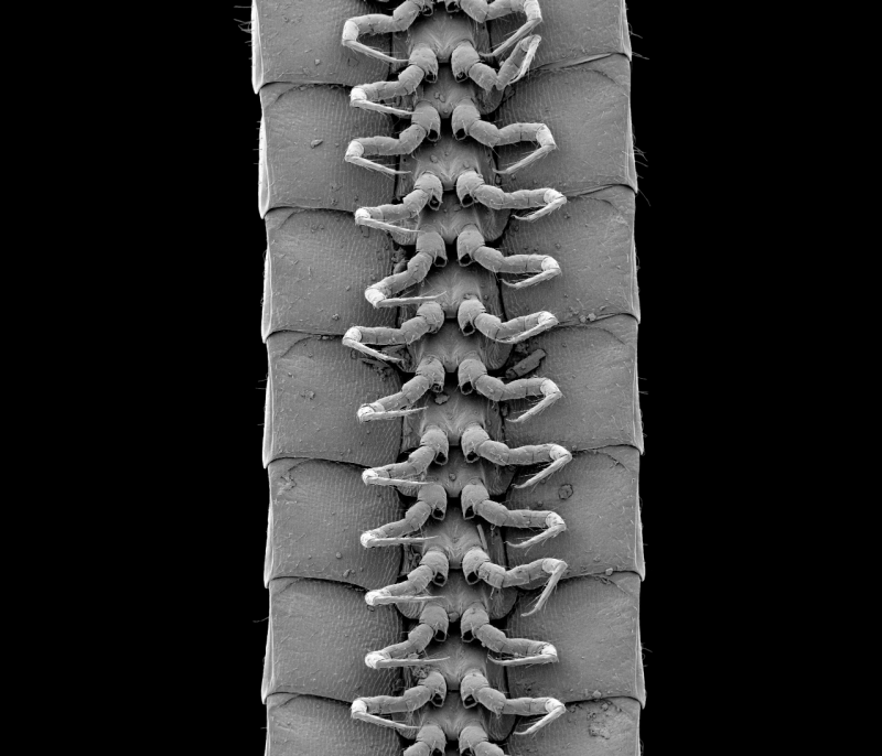 Scanning electron microscope image of Eumillipes persephone legs