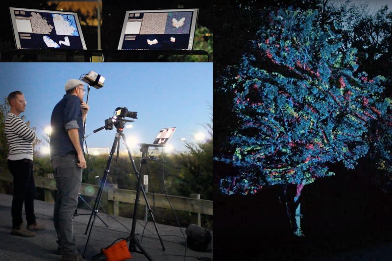 This image is a collage of four separate images. The bottom left is of Associate Professor Jacob Barney and multimedia designer David Franusich looking into a high-resolution camera pointed at a tree-of-heaven. This is located on the edge of a parking lot between Lane Stadium and closest to the Recreational Fields with field lights shining in the background as the sky turns to a darkish blue for dusk. The two are surrounded by other equipment, including a laptop, stand, projector, bags, and wires. Barney is wearing a striped shirt with glasses while Franusich wears a navy blue shirt, glasses, and a flat hat. The two photos above this picture are of Franusich’s laptop displaying a software and reflection of what the projection looks like on the tree. One image shows hypnotic, crazy black and white lines while the other image shows a spotted lanternfly with white and red wings with black spots, all surrounded by staticy dots. The last image, on the right, shows a lit up Callery pear tree at night with a red, blue, green and purple projection on it. The colors are random with the blue being the most dominant.