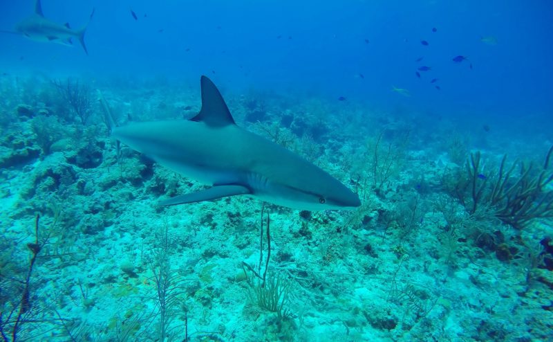A Caribbean reef shark is swimming along the sea floor. In the distance are blue and yellow fish. 
