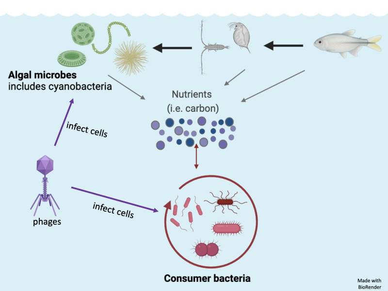 An image with fish, green bacteria, nutrients, phages, and consumer bacteria. Bacteriophages can infect both photosynthetic and consumer bacteria. They affect the release of nutrients in the marine food web.
