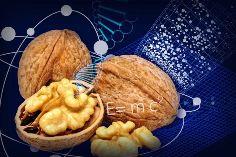 Image of two walnuts (one open) and graphics associated with science, including E+mc2