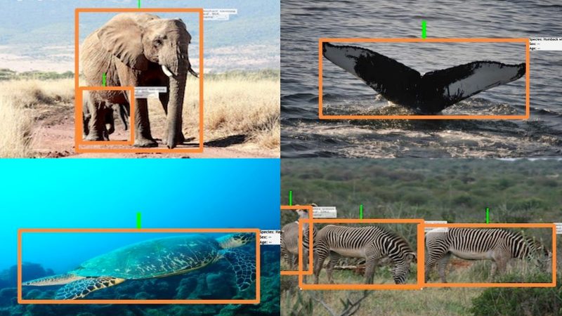 Collage of photos including elephant, whale's tail, turtle, and zebras representing the field of Imageomics.
