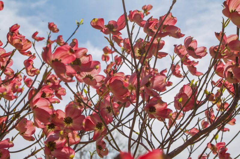 Pink flowering tree against a blue sky