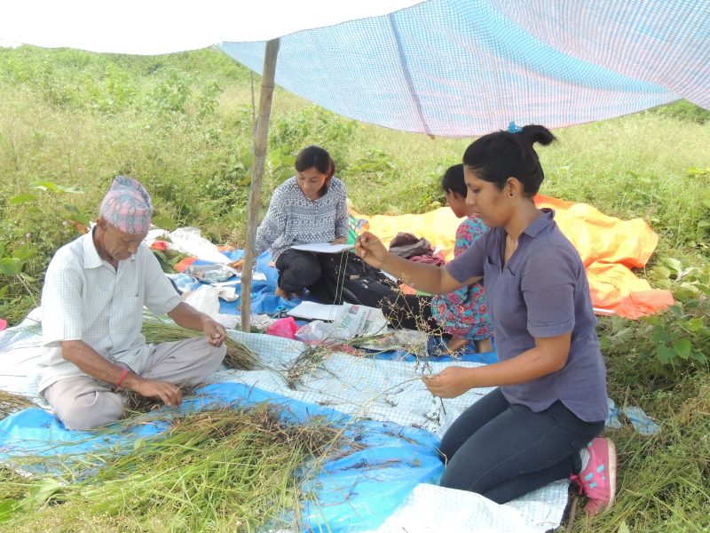 People working in a field of tall grass