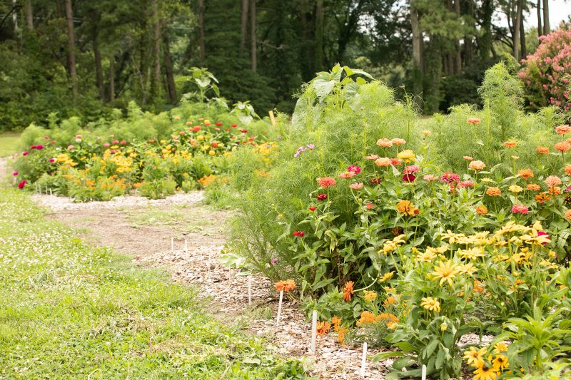 Pollinator garden in Hampton Roads