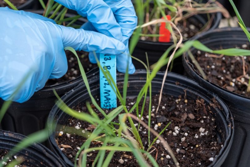 At the Institute for Advanced Learning and Research in Danville, Virginia, Pollok is testing eight varieties of winter wheat resistance to fusarium head blight. Photo by Max Esterhuizen for Virginia Tech.